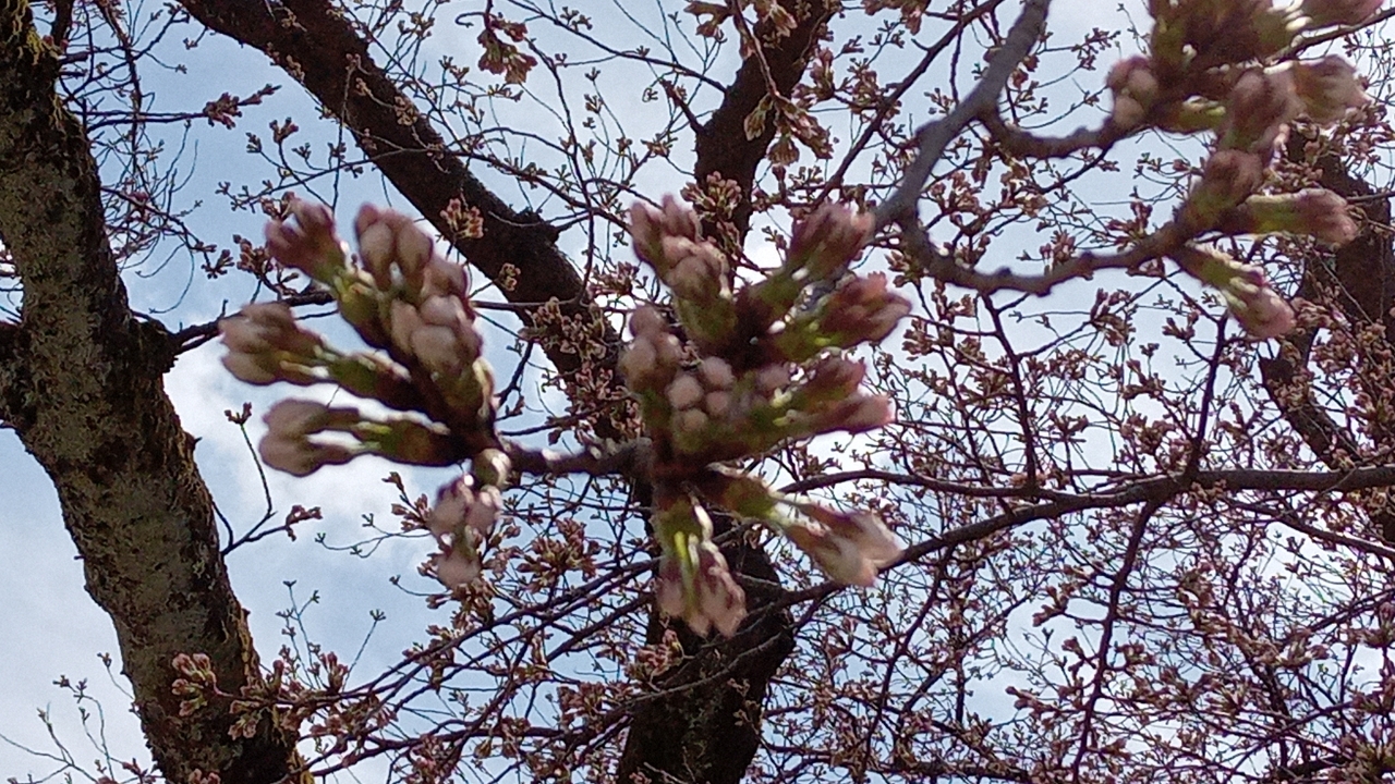 春ですね