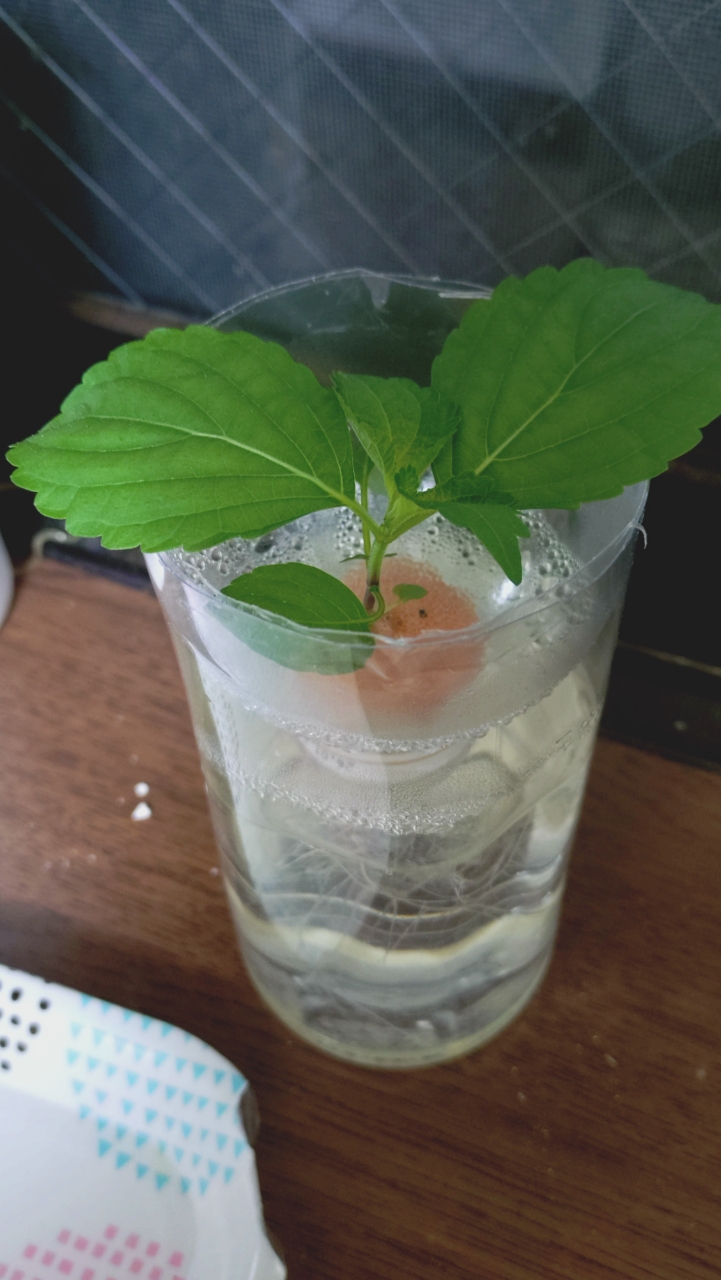 すくすく育て